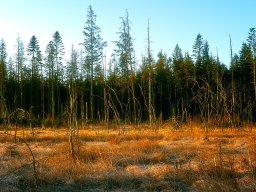 imgp5862-1_morgenstemning